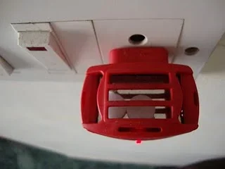 camphorxmosquito2.webp camphorxmosquito2.webp