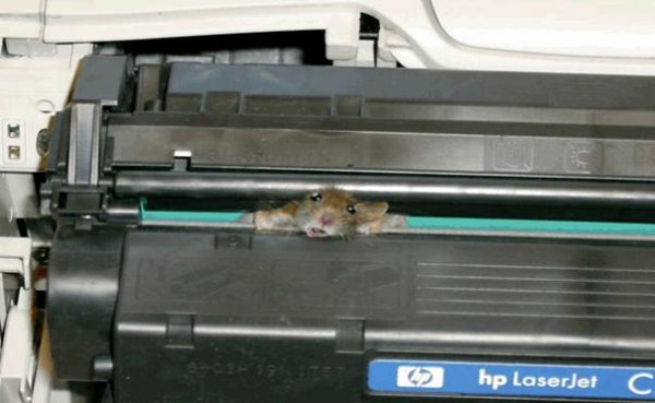mouse-in-printer.jpg new.jpg