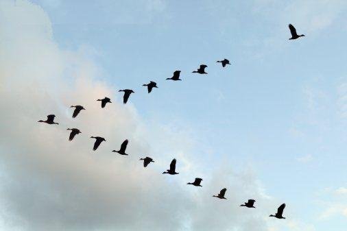 v formation birds.jpg