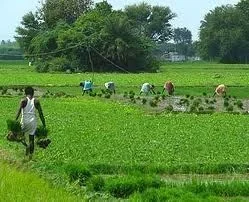 New Picture (1).webp New Picture (1).webp