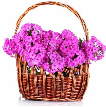 bouquet.gif bouquet.gif