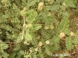 Nerunji.webp Nerunji.webp