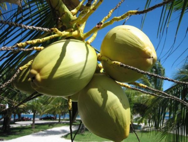 tropical coconut tree.JPG