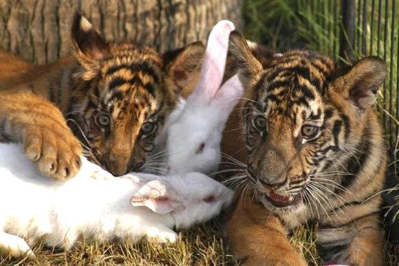 Rabits with tiger cubs.jpg