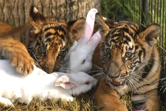 Rabits with tiger cubs.webp