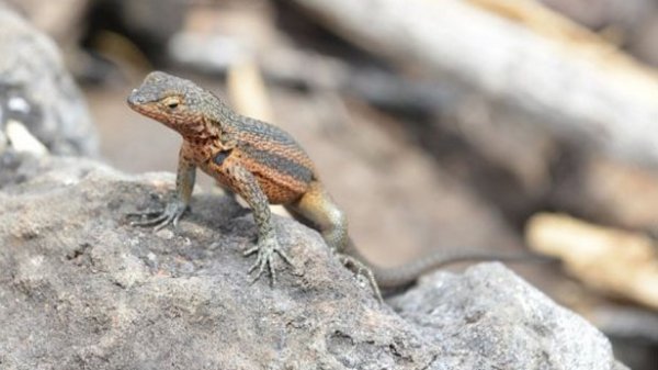 A-lizard-via-AFP.jpg