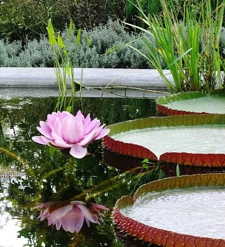Gian water lily_wikipedia.webp Gian water lily_wikipedia.webp