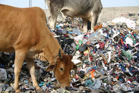 sacred-cow-eats-garbage-india.jpg