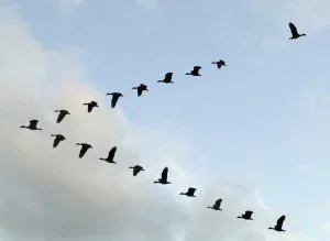 n-BIRDS-IN-V-FORMATION-large300.webp n-BIRDS-IN-V-FORMATION-large300.webp