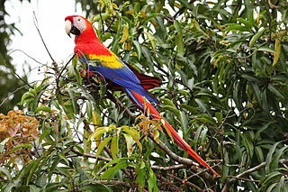 Scarlet-Macaw.webp Scarlet-Macaw.webp