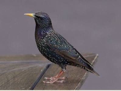 European starling - wikipedia.JPG
