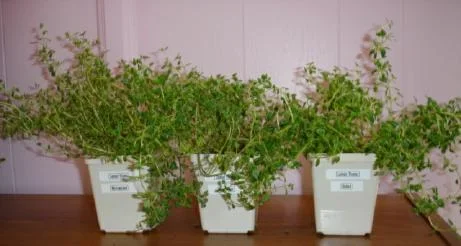 plantexp1_small.webp plantexp1_small.webp