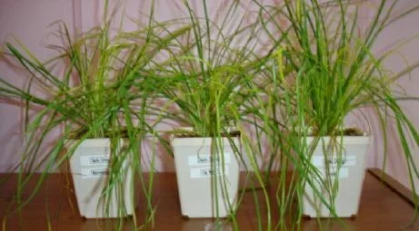 plantexp2_small.webp plantexp2_small.webp