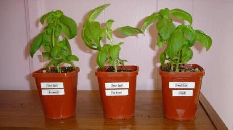 plantexp3_small.webp plantexp3_small.webp