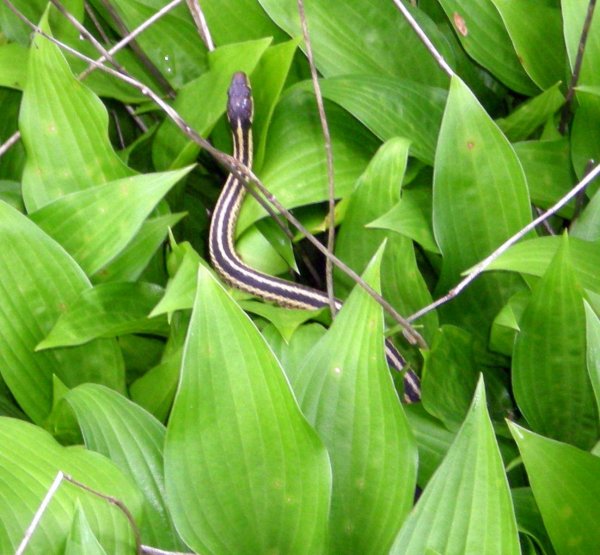 snake in garden.jpg